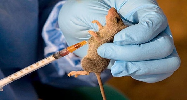 BREAKING: Lassa Fever Kills Pregnant Woman, Two Doctors In Kano