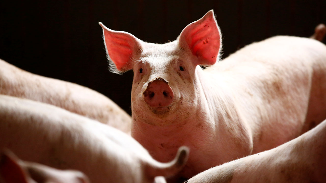 African swine fever kills hundreds of pigs in Bali