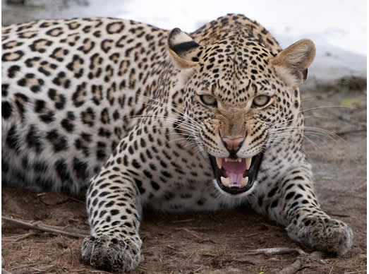 Leopard kills 9-year-old girl in Nepal